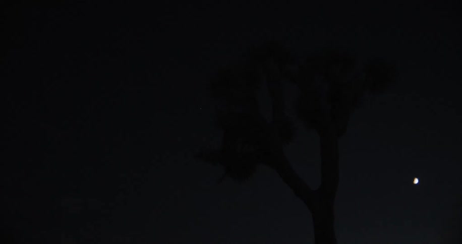 A blue light flashes and shines onto a tree