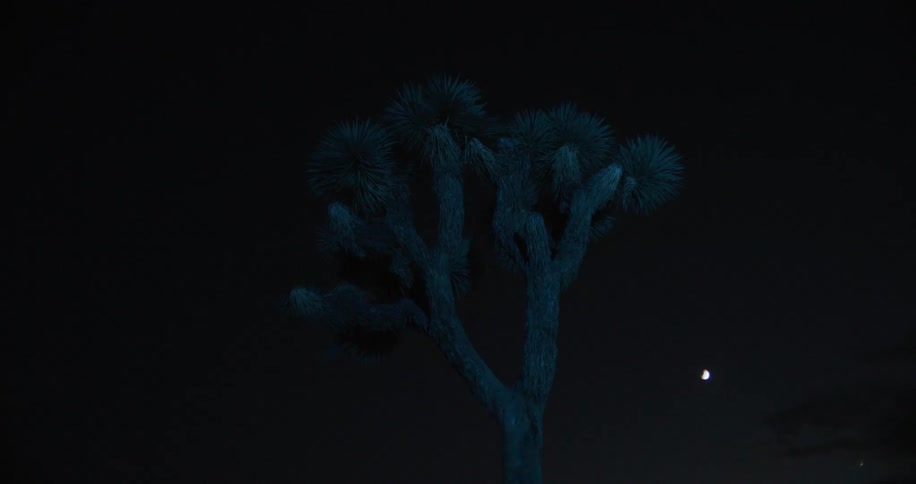 The light flashes on the tree at night