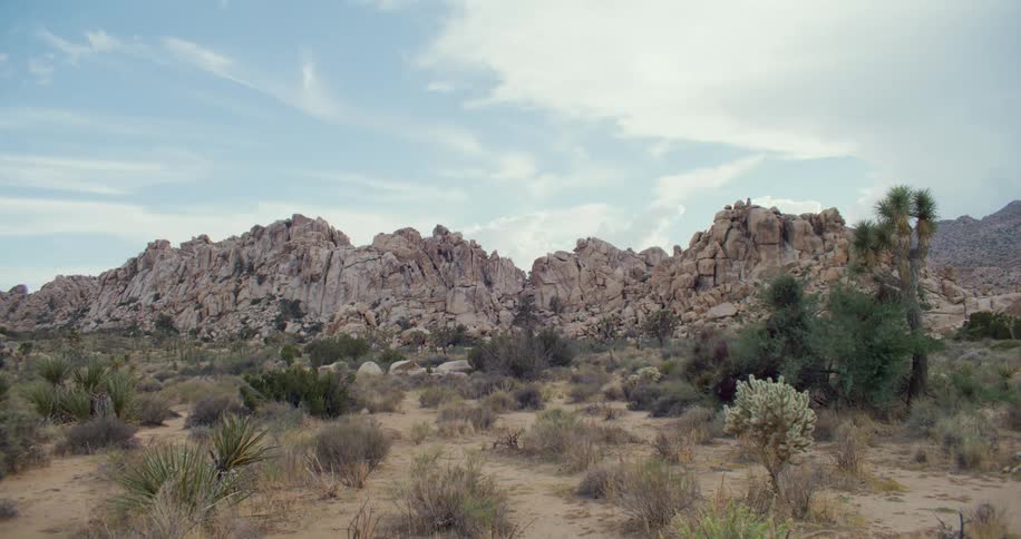 Bushes and cacti fill the land surrounding a canyon