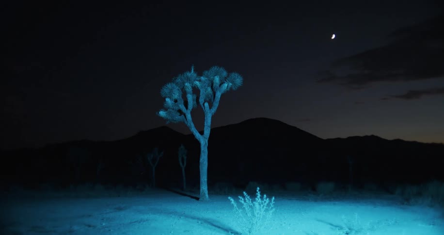 A single tree is in the desert