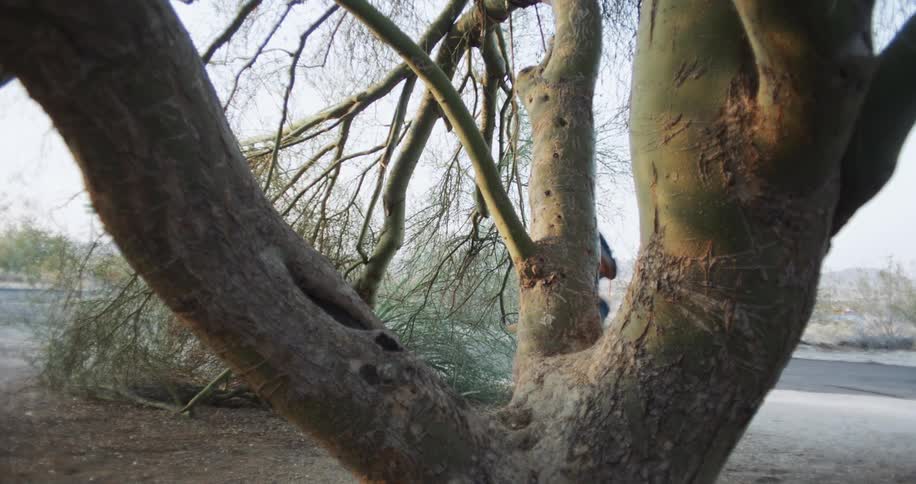 A woman swings on a swing hanging from a tree by a river
