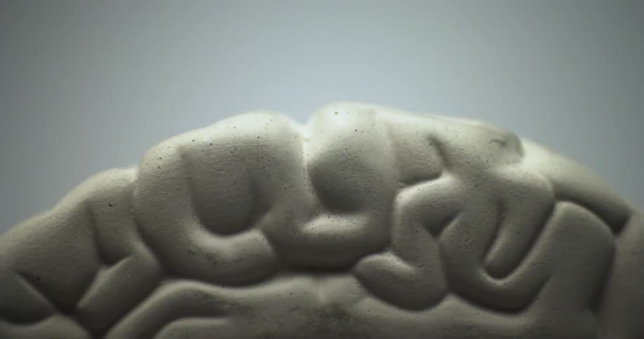 A close up of a plastic human brain model shows reveals details of the anatomy of this organ