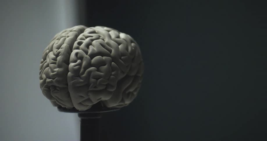 A three dimensional render of a human brain sits on a pedestal