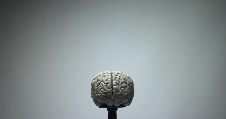 A model of a brain is on display