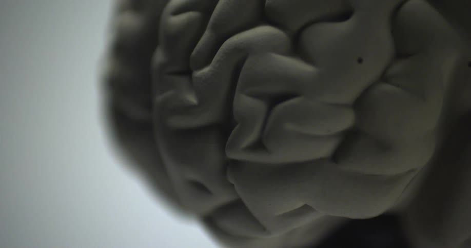 A close up of a model of a human brain shows details of its anatomical structure