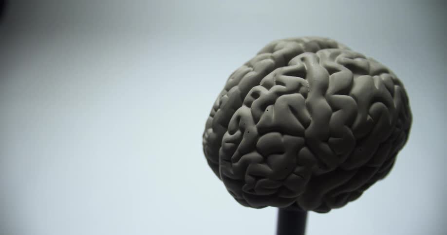 A plastic model of a human brain on a stand