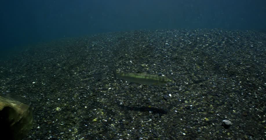 A view of a fish swimming outdoors