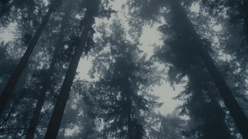 A view of a forest in the winter