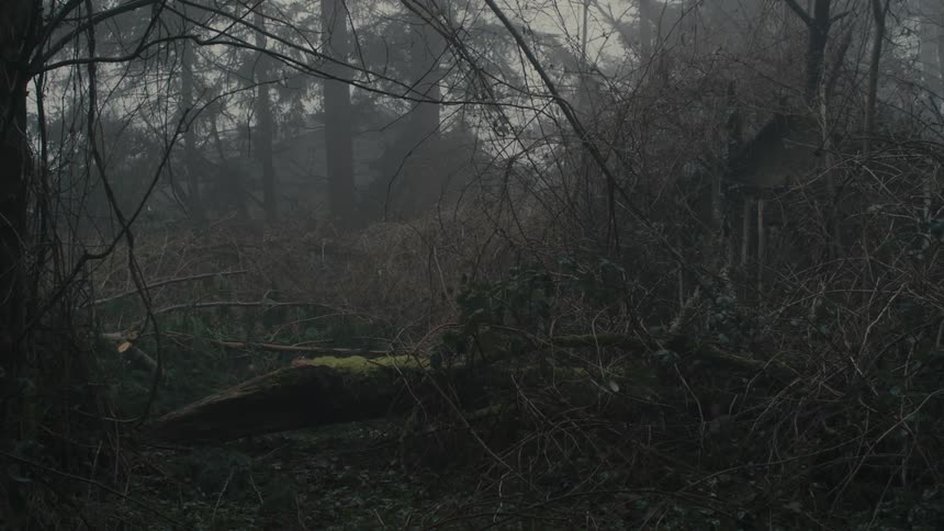 Moss covered fallen log sits among undergrowth in foggy forest