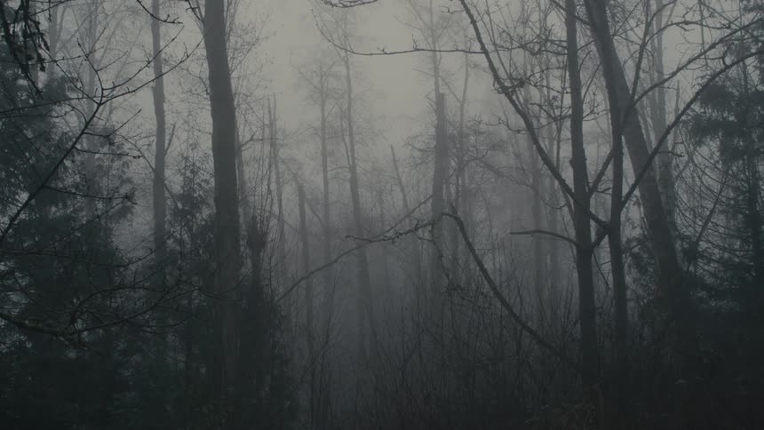 Fog is covering the trees in the forest