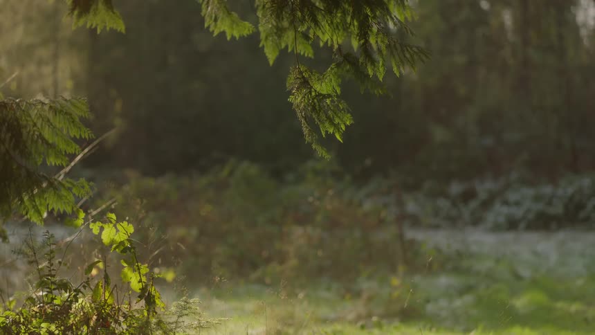 A view in the forest with trees