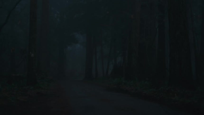 A view of a forest at night