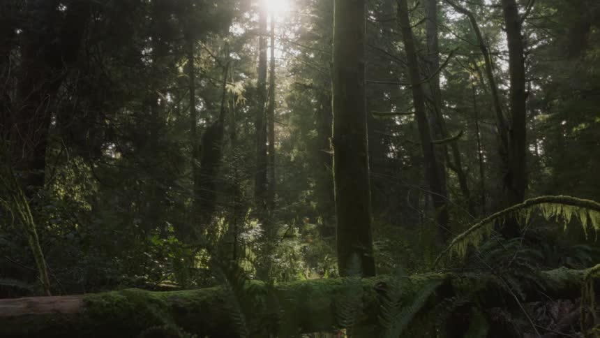 Sun shines through forest trees onto moss covered fallen tree trunk