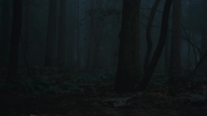Trees in the forest at night
