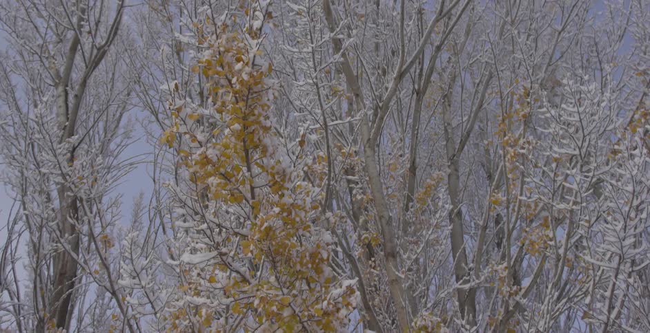 Snow covered trees on a cloudy day