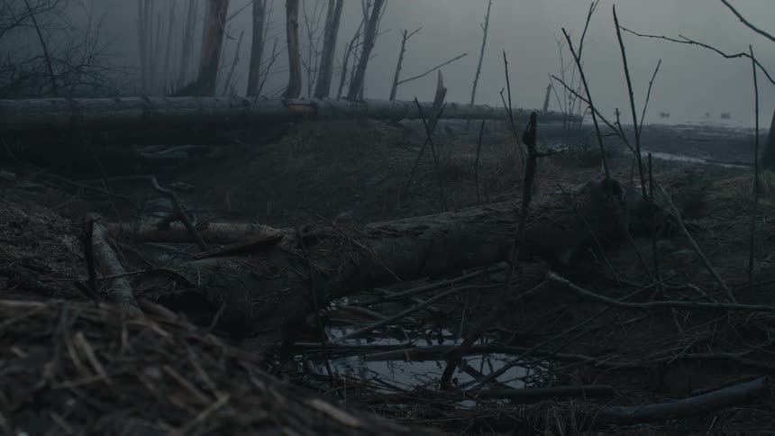 A view of a forest with a lot of fog