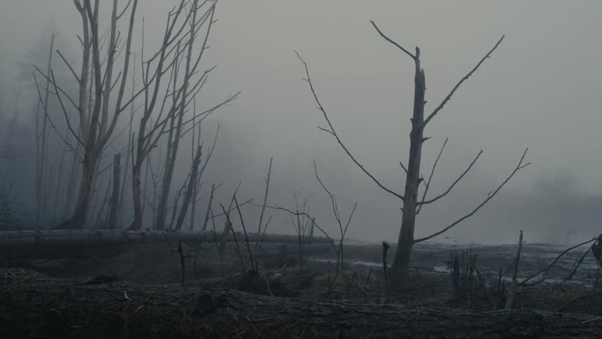 Dense fog covers leafless trees and muddy field