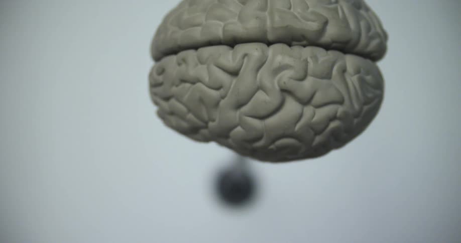 A birds eye view of a model of a brain on a stand