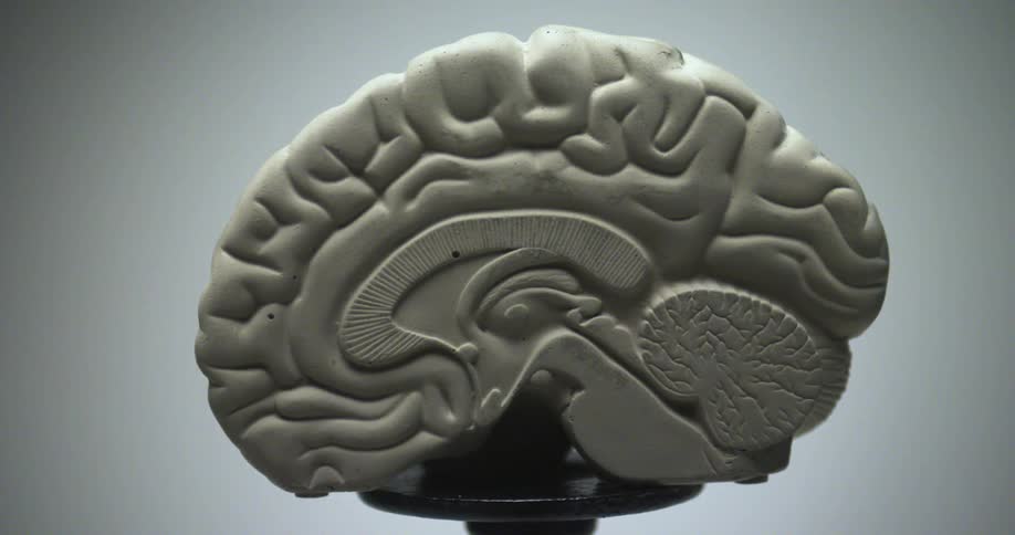 A sculpture of a brain is displayed