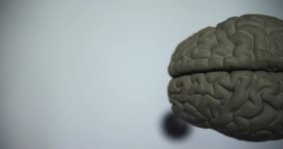 A sculpture of a brain is displayed