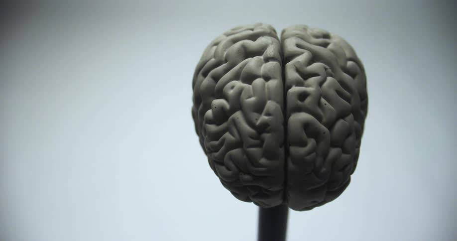 Human brain model with human nervous system and anatomy of the brain