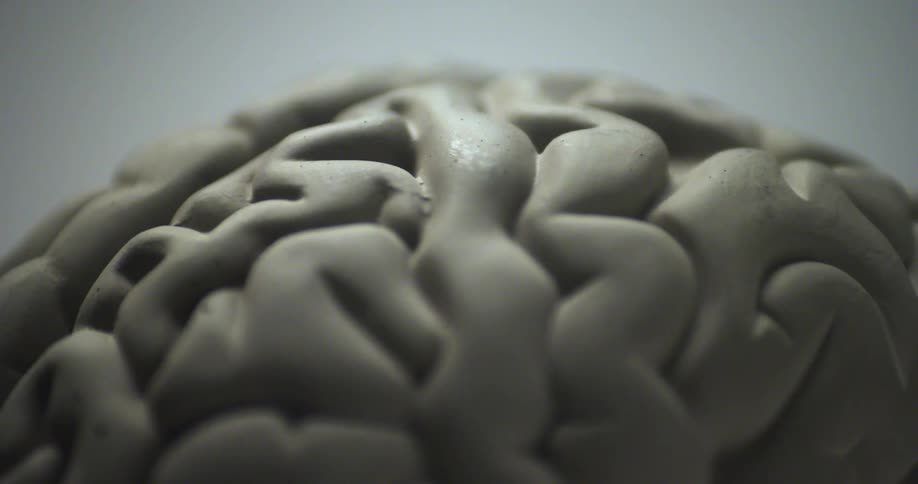 Human brain model with human nervous system and anatomy of the brain