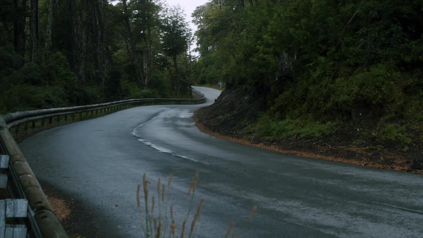 The road is wet by the forest