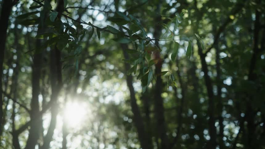 Leaves in the wind in a forest