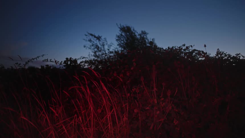 Red colored light shines on grass stalks waving in breeze at night