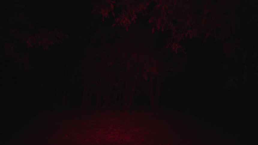 A red tinged light shines in a forest