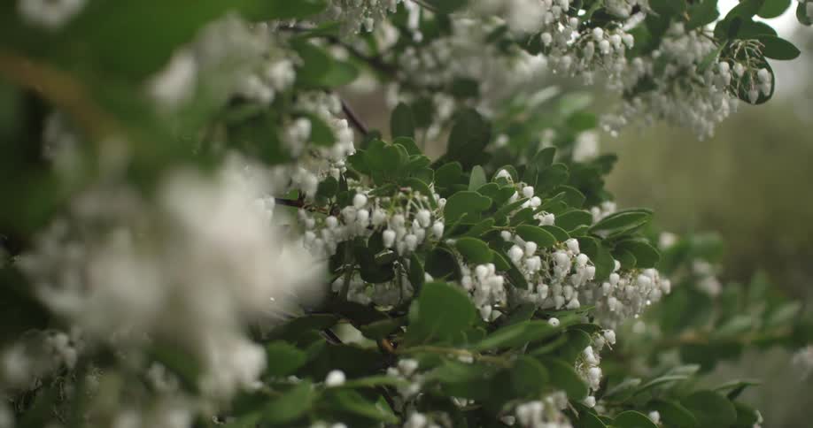 A tree with white flowers