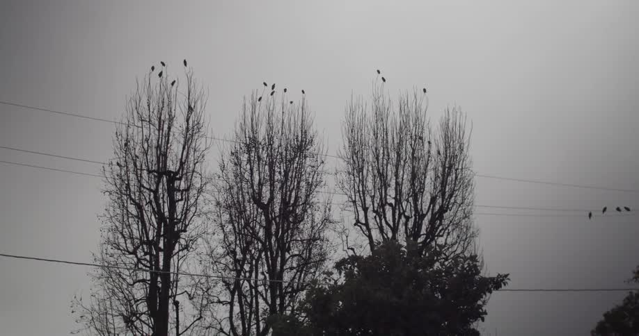 Birds sitting on and flying from leafless trees