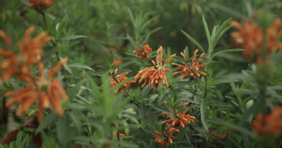 A plant with orange flowers