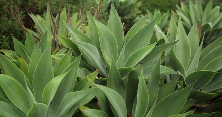 Garden of agave plants