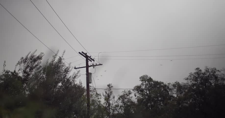 Birds flying in the sky on overcast day