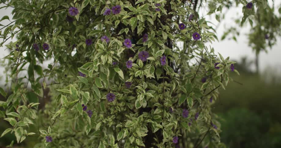 Green plant with purple flowers