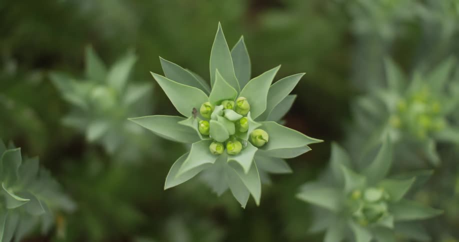 A row of plants are together with green bulbs on top