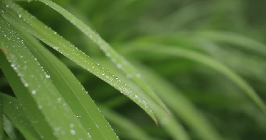 Dew on grass blades