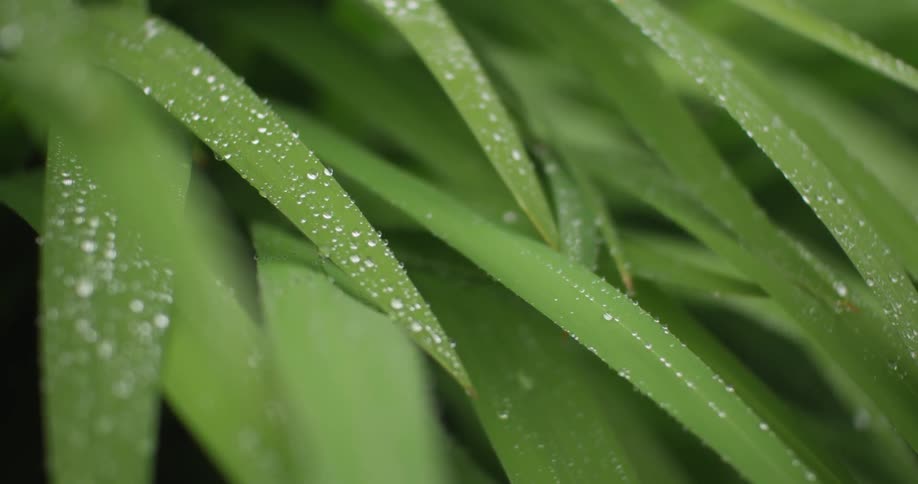 Closeup of water droplets on lush green leaves
