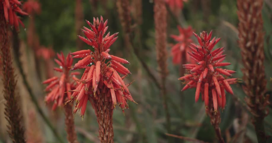 Red plants standing in the wilderness