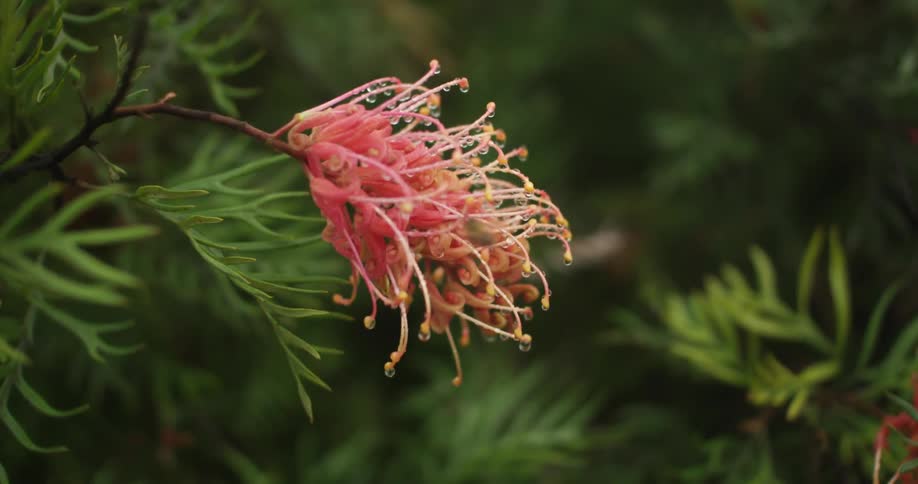 Bumblebee polinating a bright pink flower