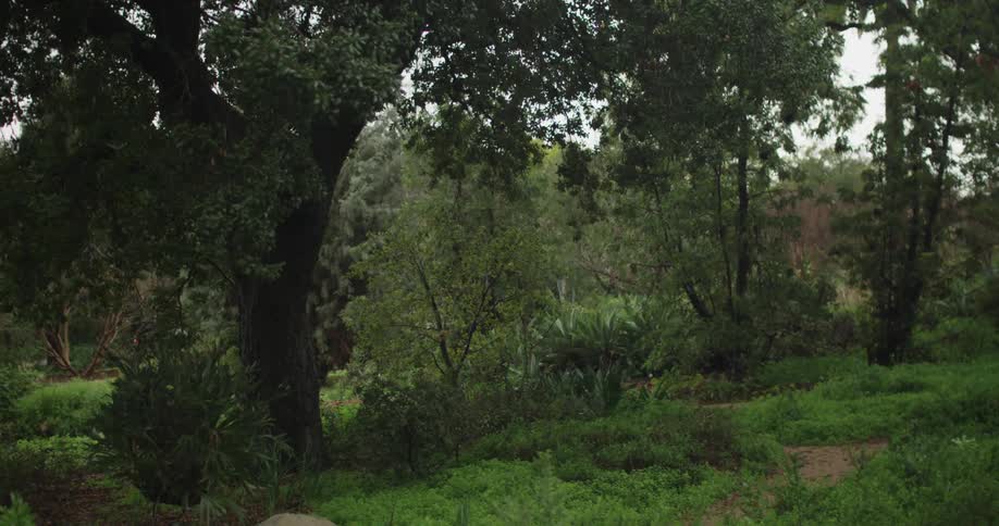 Tree standing among smaller trees in the wilderness