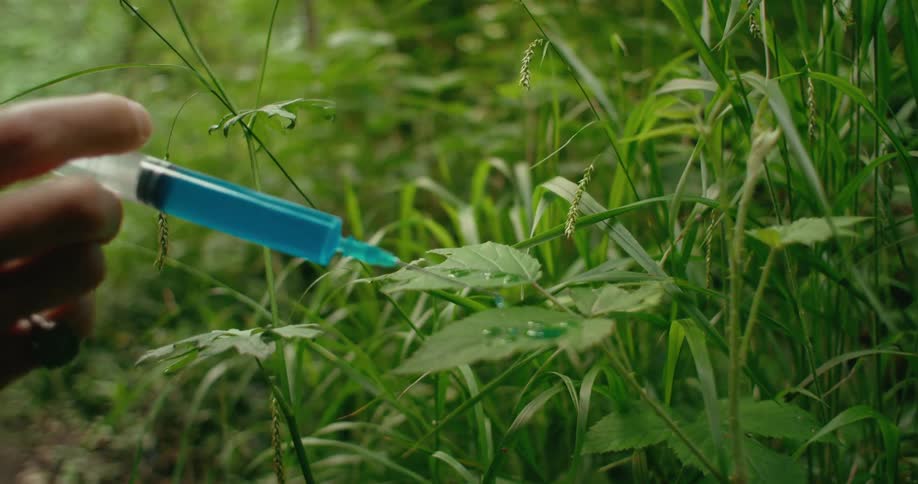 A man uses a syringe to apply drops of a blue gel to a plant leaf
