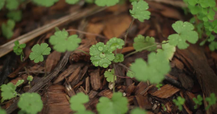 Dew on tiny green leaves growing out of wood chips