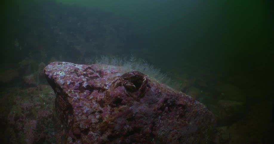 A large crab sitting on a rock under the water on the sea floor