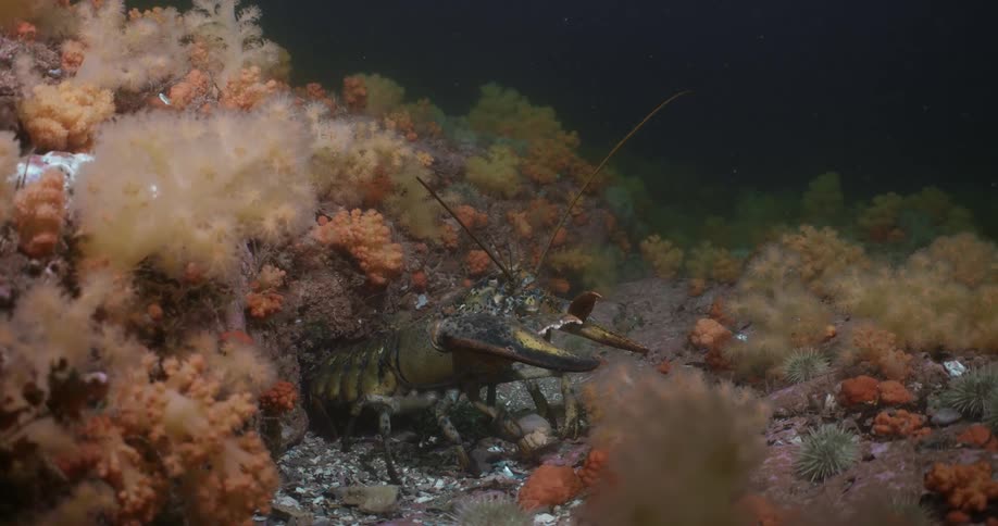 Live lobster surrounded by coral resting on the dark ocean floor