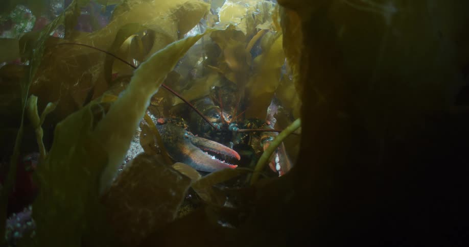 A view of a lobster swimming under water