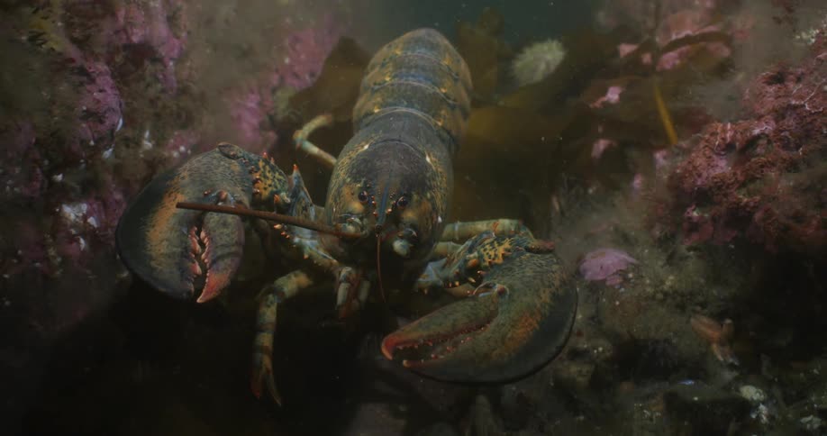Lobster swimming through the reef at the bottom of the ocean