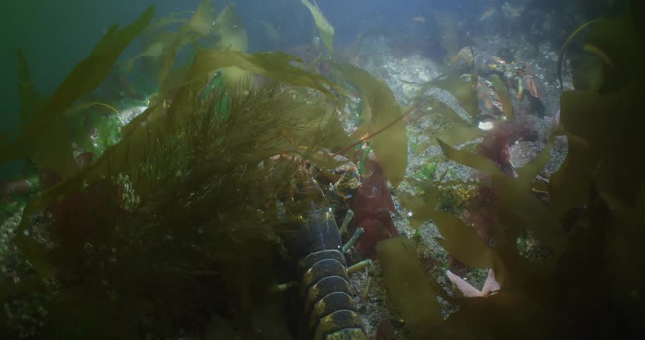 Lobster walking over the rocks at the bottom of the ocean surrounded by algae