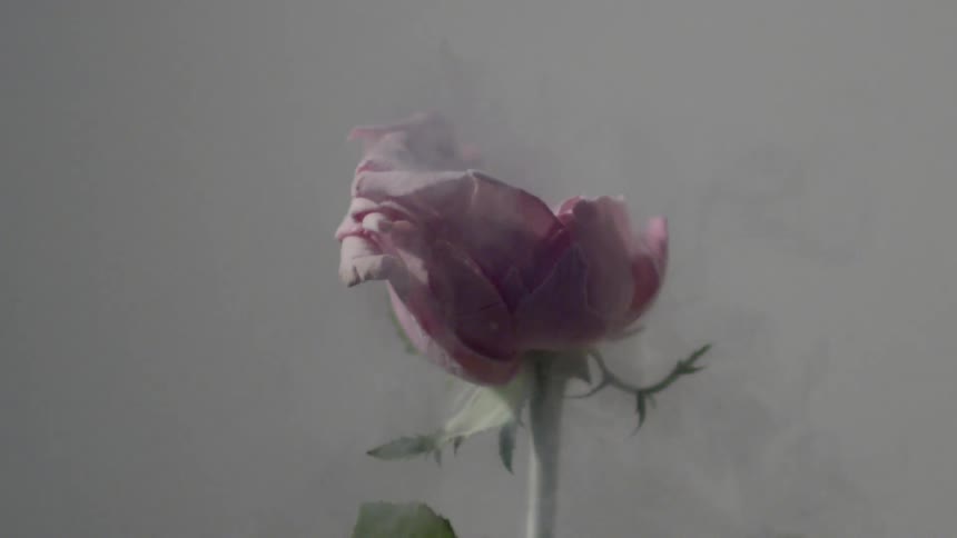An object hits a frozen rose and breaks it